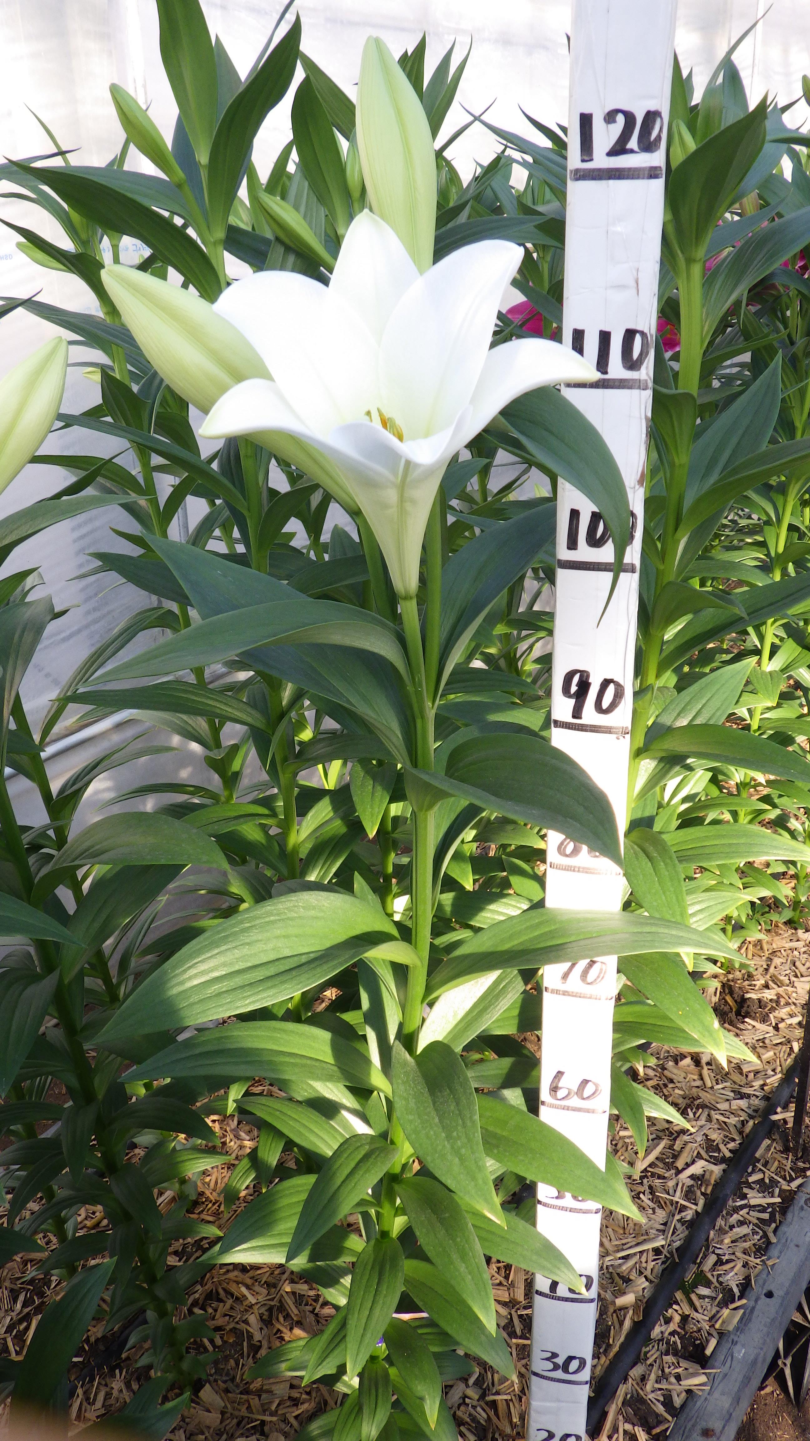 ショーアップ LF